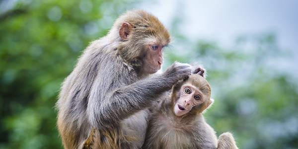 Esperimenti sui macachi. La posizione dell' OPP